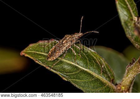 Adult Seed Bug Of The Family Lygaeidae