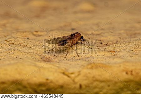 Male Adult Myrmicine Ant Of The Subfamily Myrmicinae