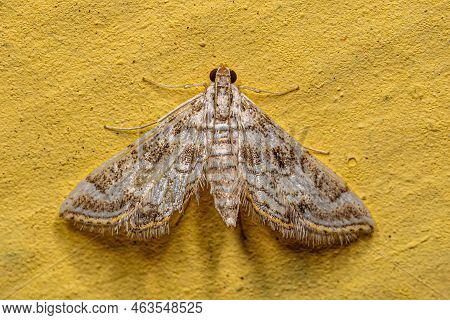 Adult Crambid Moth Of The Family Crambidae