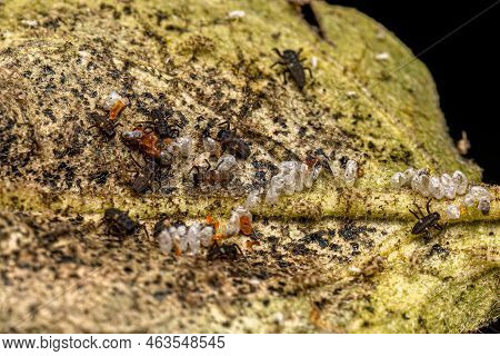 Asian Lady Beetle Larvas Of The Species Harmonia Axyridis Hatching From Eggs