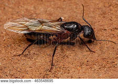 Adult Female Carpenter Queen Ant Of The Genus Camponotus