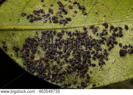 Citrus Black Fly Insect Of The Species Aleurocanthus Woglumi