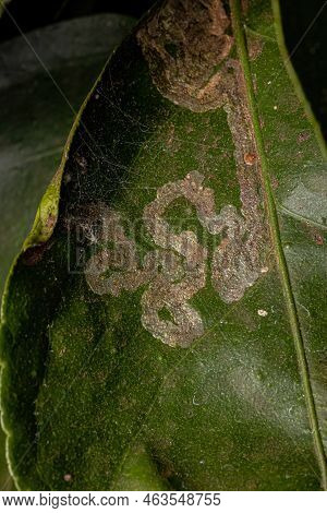 Citrus Leafminer Insect Of The Species Phyllocnistis Citrella