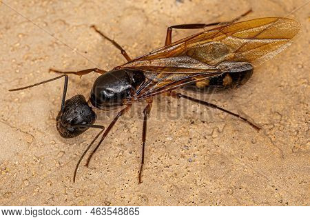 Adult Female Carpenter Queen Ant Of The Genus Camponotus