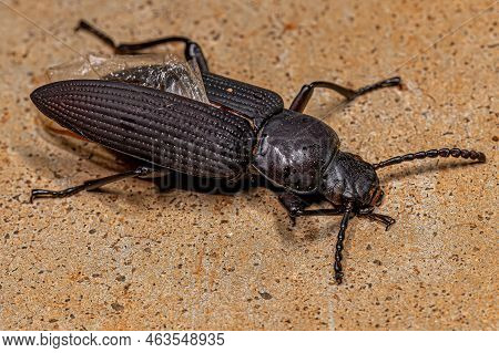 Adult Darkling Beetle Of The Genus Zophobas