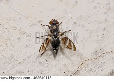 Adult Picture-winged Fly Of The Family Ulidiidae