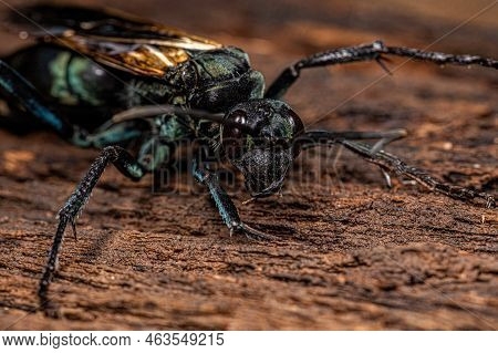Adult Tarantula Hawk Wasp Of The Genus Pepsis