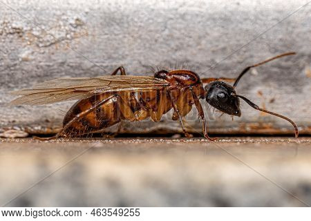 Adult Female Carpenter Queen Ant Of The Genus Camponotus