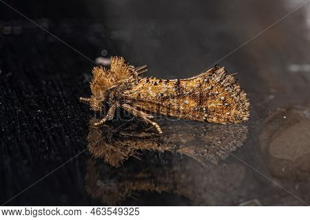 Adult Grass Tubeworm Moth Of The Genus Acrolophus