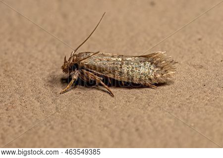 Adult Grass Tubeworm Moth Of The Family Tineidae