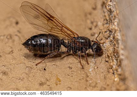Adult Female Cocktail Ant Of The Genus Crematogaster