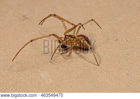 Small Male Cobweb Spider Of The Family Theridiidae
