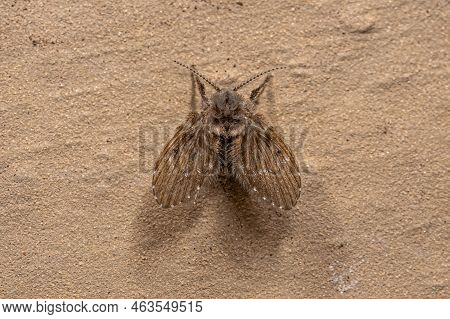 Adult Bathroom Moth Midge Of The Species Clogmia Albipunctata