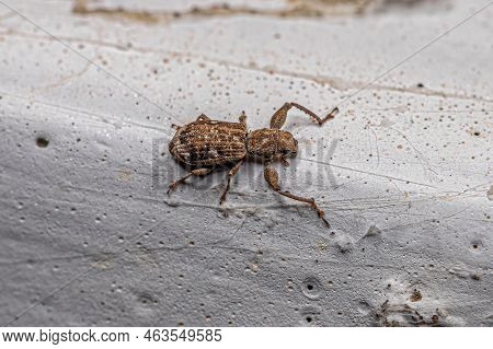 Adult Broad-nosed Weevil Of The Subfamily Entiminae