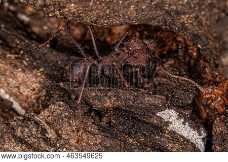 Adult Atta Leaf-cutter Ant Of The Genus Atta