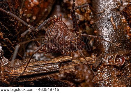 Adult Gonyleptid Harvestmen Of The Genus Discocyrtanus