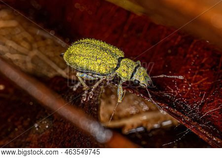 Adult Broad-nosed Weevil Of The Tribe Naupactini