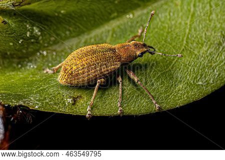 Adult Broad-nosed Weevil Of The Tribe Naupactini