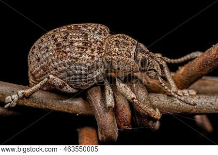 Adult White Broad-nosed Weevil Beetle Of The Species Cydianerus Latruncularius