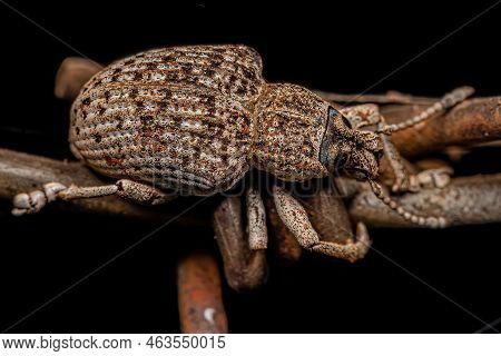 Adult White Broad-nosed Weevil Beetle Of The Species Cydianerus Latruncularius
