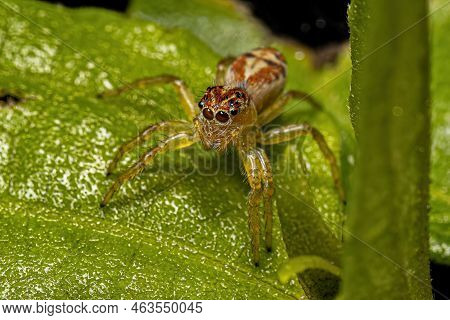 Small Jumping Spider Of The Genus Frigga