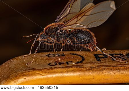 Adult Male Winged Atta Leaf-cutter Ant Of The Genus Atta