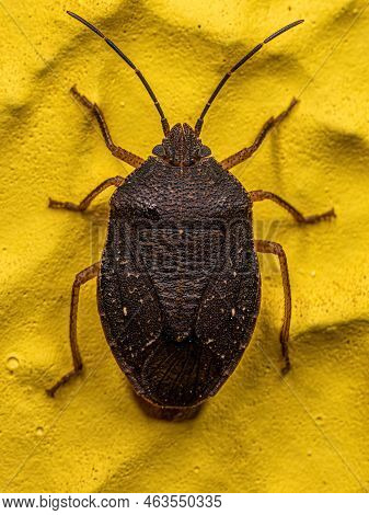 Adult Stink Bug Of The Species Stictochilus Tripunctatus