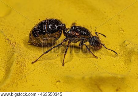 Adult Female Cocktail Ant Queen Of The Genus Crematogaster