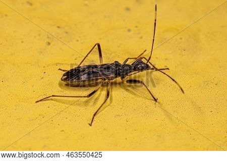 Adult Dirt-colored Seed Bug Of The Subfamily Rhyparochrominae