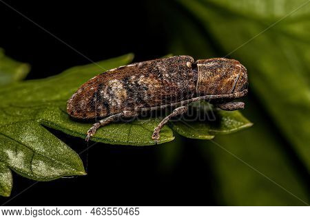 Adult Longhorn Beetle Of The Genus Adetus