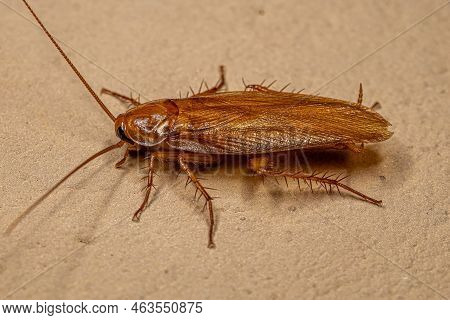 Adult Wood Cockroach Of The Family Ectobiidae