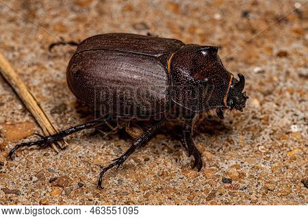 Adult Rhinoceros Beetle Of The Genus Coelosis