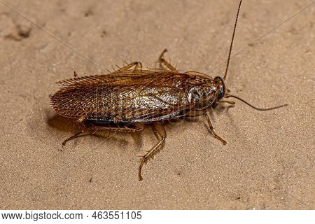 Adult Wood Cockroach Of The Family Ectobiidae