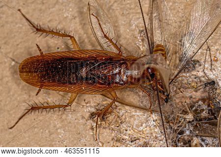 Adult Wood Cockroach Of The Family Ectobiidae Eating A Winged Termite