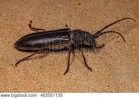 Adult Typical Longhorn Beetle Of The Genus Coleoxestia