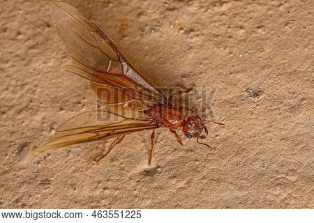 Adult Female Winged Thief Queen Ant Of The Genus Carebara
