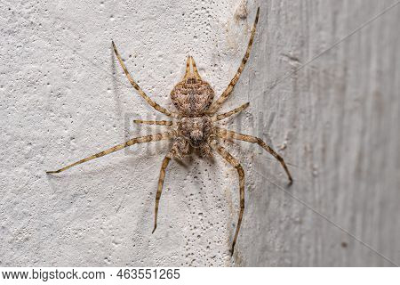 Small Longspinneret Spider Of The Family Hersiliidae