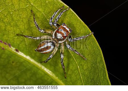 Adult Female Jumping Spider Of The Genus Chira