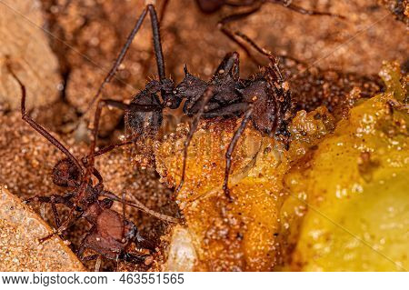 Adult Atta Leaf-cutter Ants Of The Genus Atta Eating Leftover Mamgaba Fruit Lying On The Ground