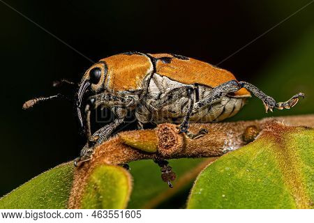 Adult True Weevil Of The Species Cholus Annulatus
