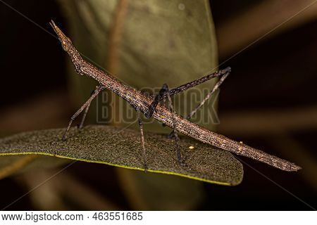 Neotropical Stick Grasshopper Of The Family Proscopiidae