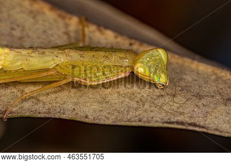 Green Photinaid Mantis Nymph Of The Tribe Photinaini
