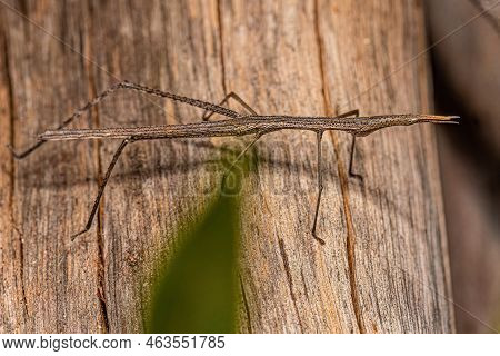 Neotropical Stick Grasshopper Of The Family Proscopiidae