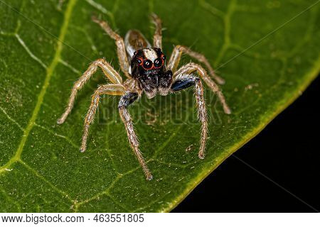 Adult Male Jumping Spider Of The Genus Chira