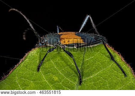 Adult Typical Longhorn Beetle Of The Species Chrysoprasis Basalis
