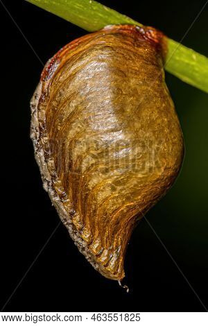 Photinaid Mantis Eggcase Of The Tribe Photinaini