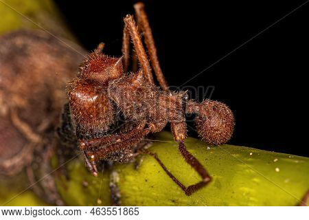 Dead Adult Atta Leaf-cutter Ant Of The Genus Atta Killed By Zombie Fungus