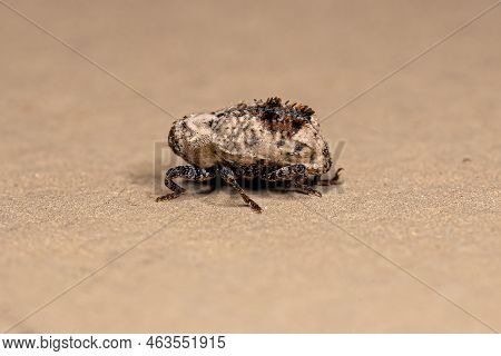 Adult True Weevil Of The Family Curculionidae