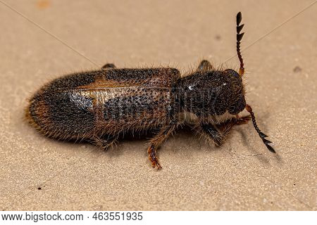 Adult Checkered Beetle Of The Family Cleridae