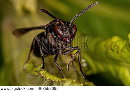Adult Umbrella Paper Wasp Of The Genus Polistes